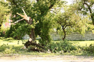 kasırga rüzgarı ile kırılan ağaç gövdesi