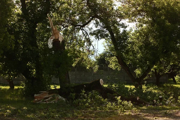 tree trunk broken by hurricane wind