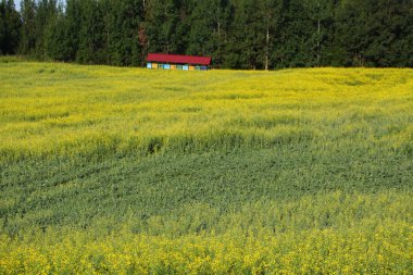 Çiçekli bir köy tarlasında arılar ile arı kovanları. 