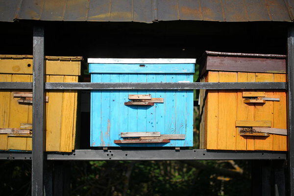 Beehives with bees on a flowered village field