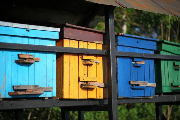 Colmenas Con Abejas Campo Florecido —  Fotos de Stock