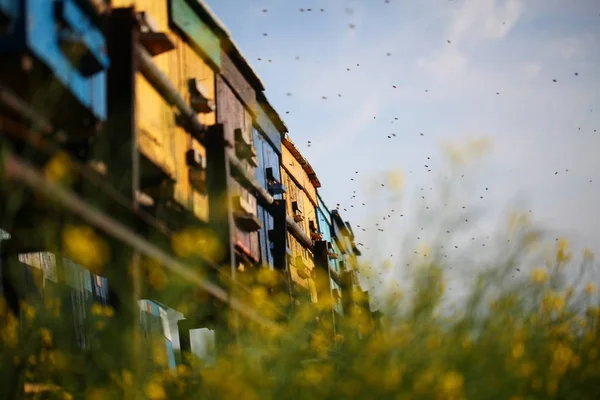 Beehives Bees Flowered Village Field — Stock Photo, Image