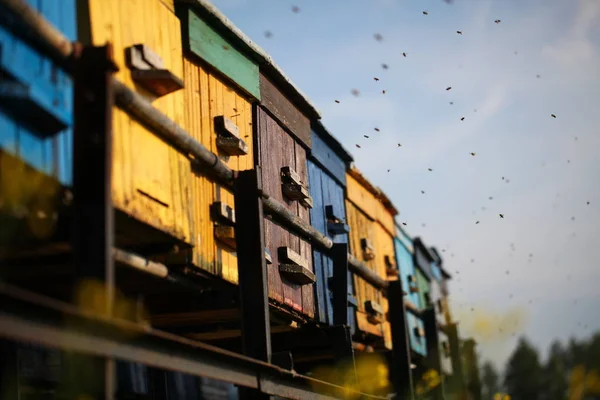 Bienenstöcke Mit Bienen Auf Einer Blühenden Dorfwiese — Stockfoto