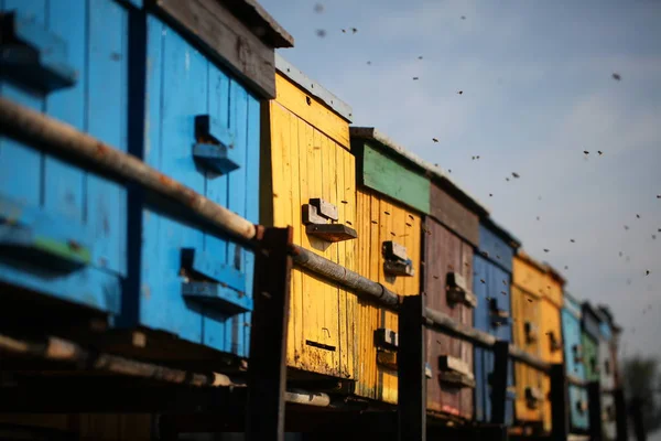 Çiçekli Bir Köy Tarlasında Arılar Ile Arı Kovanları — Stok fotoğraf