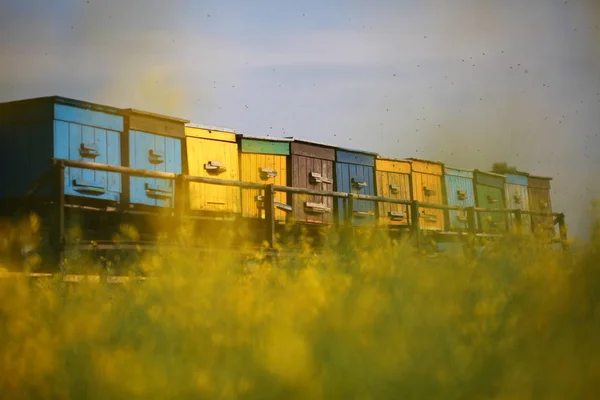 Bikupor Med Bin Ett Blommade Byfält — Stockfoto