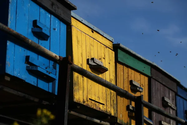 Beehives Bees Flowered Village Field — Stock Photo, Image