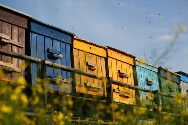 Colmenas Con Abejas Campo Florecido —  Fotos de Stock