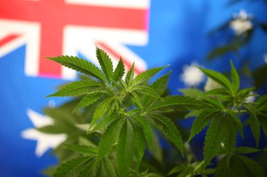 yasal marihuana kavramı. Tıbbi esrar bayrağı arka plan