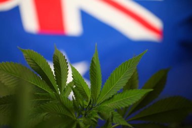 yasal marihuana kavramı. Tıbbi esrar bayrağı arka plan