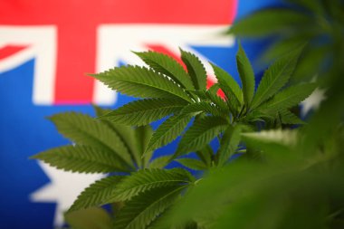 yasal marihuana kavramı. Tıbbi esrar bayrağı arka plan