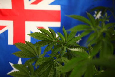 yasal marihuana kavramı. Tıbbi esrar bayrağı arka plan