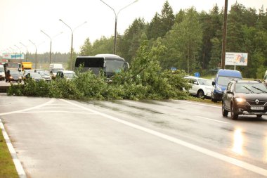 Beyaz Rusya, Minsk, Temmuz 2019. Arabalar yolda devrilen ağaçların etrafında niçin dolaşıyor. Kasırganın sonuçları