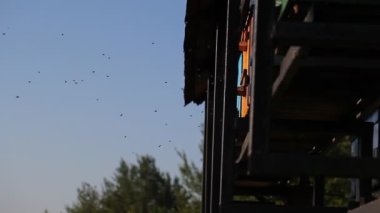 Çiçekli bir köy tarlasında arılar ile arı kovanları