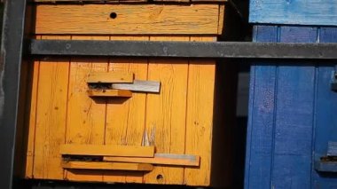 Çiçekli bir köy tarlasında arılar ile arı kovanları