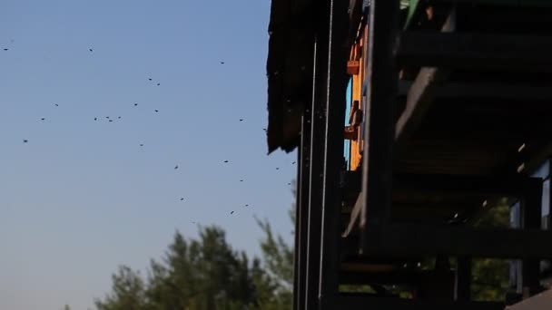 Bienenstöcke Mit Bienen Auf Einer Blühenden Dorfwiese — Stockvideo
