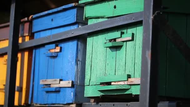 Çiçekli Bir Köy Tarlasında Arılar Ile Arı Kovanları — Stok video