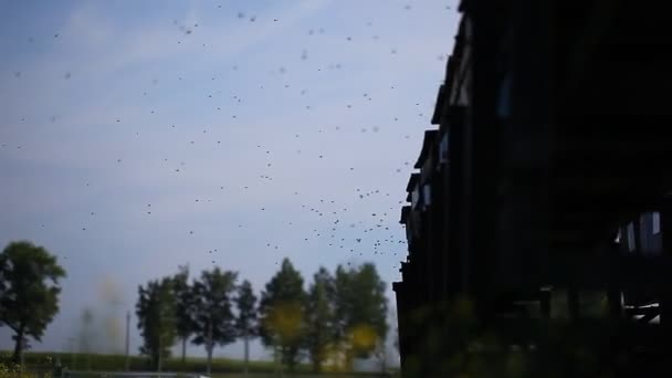 Улья Пчелами Цветущем Деревенском Поле — стоковое видео