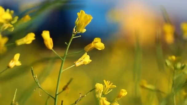 Méhkaptárok Egy Virágos Falusi Mezőn — Stock videók
