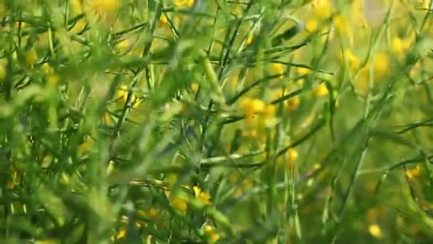 Méhkaptárok Egy Virágos Falusi Mezőn — Stock videók