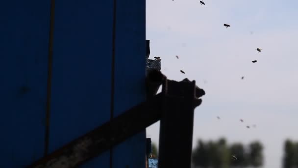 Bienenstöcke Mit Bienen Auf Einer Blühenden Dorfwiese — Stockvideo