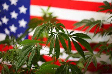 yasal marihuana kavramı. Tıbbi esrar bayrağı arka plan