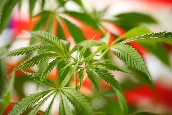 Conceito Legal Marijuana Bandeira Cannabis Medicinal Fundo — Fotografia de Stock