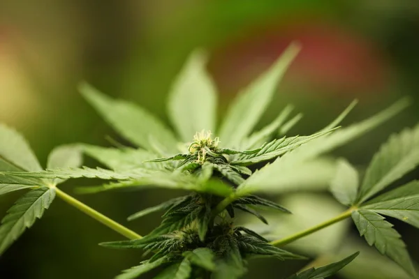 Cannabis Medicinal Cânhamo Perto — Fotografia de Stock