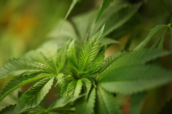 Cannabis Medicinal Cânhamo Perto — Fotografia de Stock