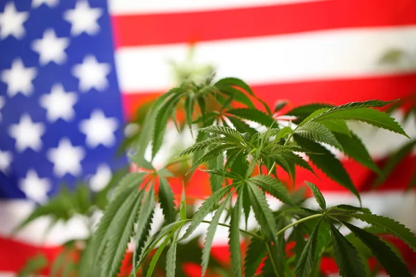 America legal marijuana concept. Medical cannabis