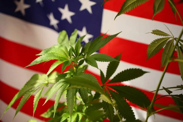 America legal marijuana concept. Medical cannabis