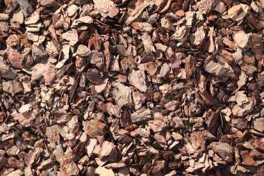 çam kabuğu ahşap yongaları malç dekorasyon dekoratif bahçe 