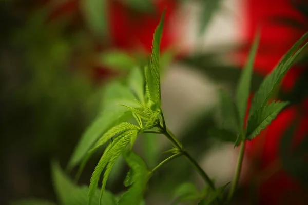 legal marijuana concept. Medical cannabis flag background