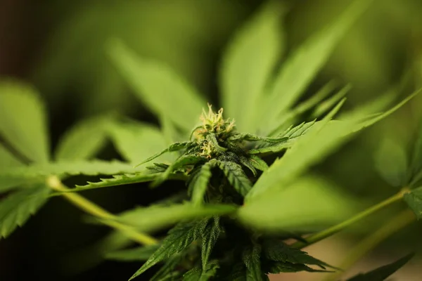 Concepto Legal Marihuana Fondo Bandera Cannabis Medicinal — Foto de Stock