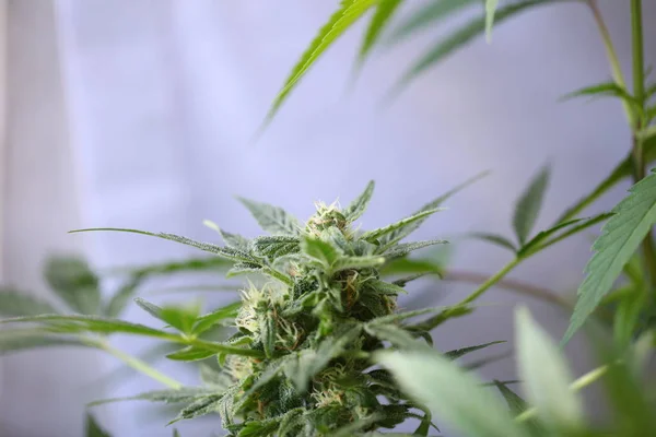 Concepto Legal Marihuana Fondo Bandera Cannabis Medicinal — Foto de Stock