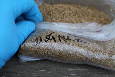 buğday taneli yemek kulakları yakın