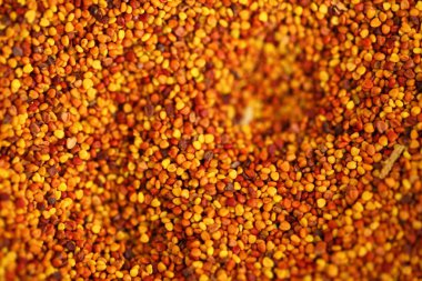 Çim çim tohumları dikim için hazır