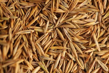 buğday taneli yemek kulakları yakın