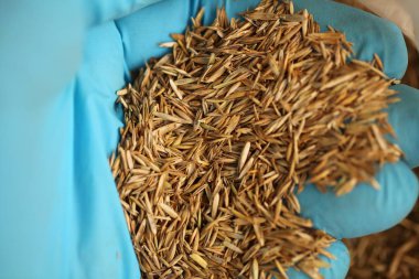 buğday taneli yemek kulakları yakın