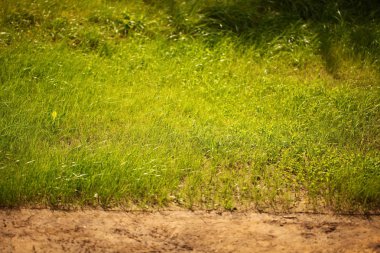 Çim bahçe parkı çim alan