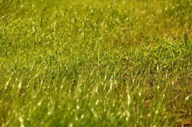 Bahçede kuru çim alanı