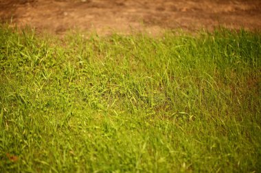 Çim bahçe parkı çim alan