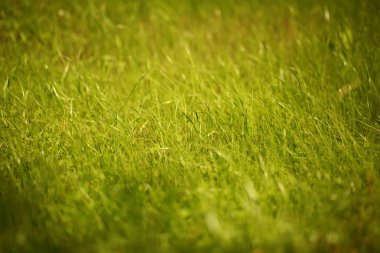 Çim bahçe parkı çim alan