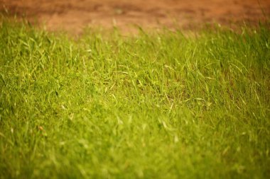 Çim bahçe parkı çim alan