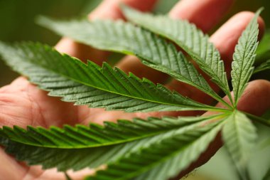 Tıbbi esrar esrar yakın 