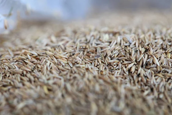 Вуха Пшеничного Борошна Крупним Планом — стокове фото