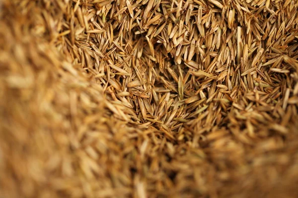 Колосья Пшеницы Еде Крупным Планом — стоковое фото