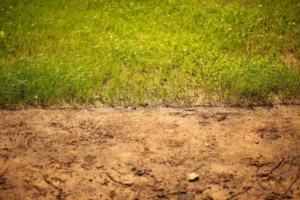 Gazon Tuin Park Grasveld — Stockfoto