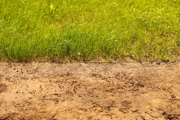 Gazon Tuin Park Grasveld — Stockfoto