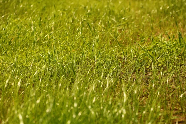 Campo Grama Seca Jardim — Fotografia de Stock