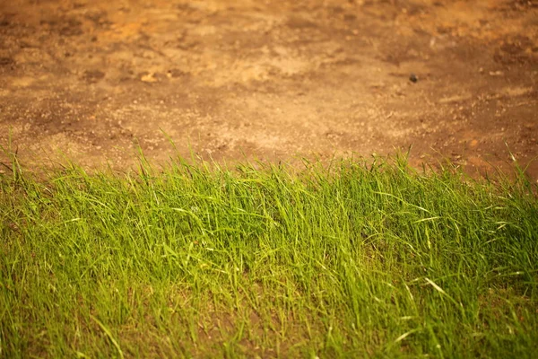 芝生ガーデンパーク草原 — ストック写真